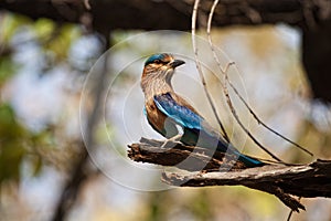 Indian Roller bird