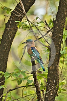 Indian roller bird or the blue jay sitting on the tree at Pench National Park. This can be used as a wallpaper