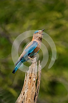 Indian Roller bird Call