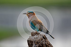 Indian Roller bird Call