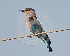 Indian roller bird or  Coracias benghalensis sitting on the electric wire