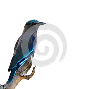 Indian Roller bird