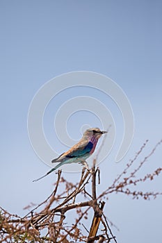 Indian roller bird sitting on a branch, South Africa