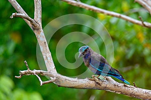 Indian roller bird on tree branch