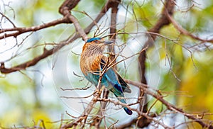 Indian Roller bird on a tree, India