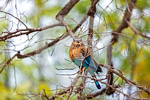 Indian Roller bird on a tree, India