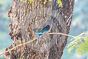 Indian roller, Blue jay in Bangkok, Thailand