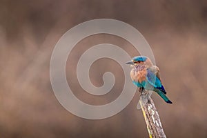 Indian roller blue jay bird during safari at kabini forest