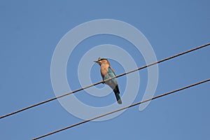 Indian roller