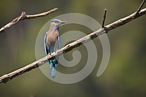 indian roller on a branch, Bardia, Nepal