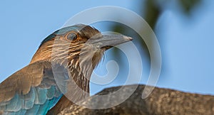 Indian Roller closeup