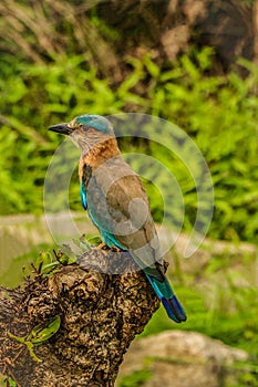 Indian roller , Coracias benghalensis