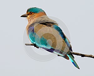 Indian Roller Coracias benghalensis