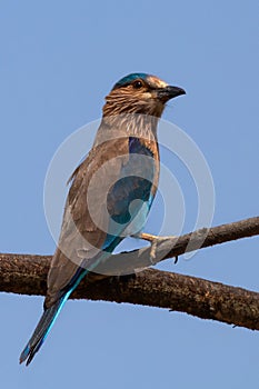 Indian Roller Coracias benghalensis