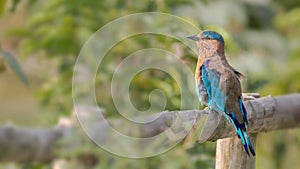 Indian Roller (Coracias benghalensis)