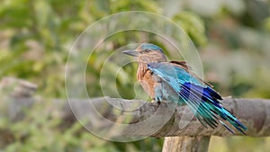 Indian Roller (Coracias benghalensis)