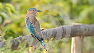 Indian Roller (Coracias benghalensis)