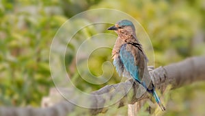 Indian Roller (Coracias benghalensis)