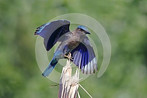 Indian roller Coracias benghalensis Beautiful Birds of Thailand