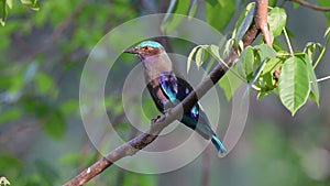 Indian roller Coracias benghalensis Beautiful Birds of Thailand