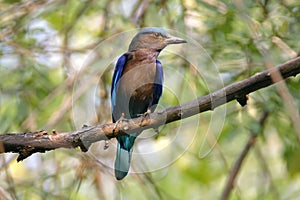 Indian roller Coracias benghalensis Beautiful Birds of Thailand