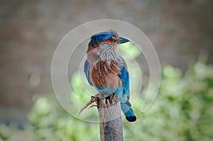 Indian Roller Coracias benghalensis on a Birch