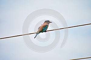 Indian roller or  Coracias benghalensis bird sitting on the electric wire