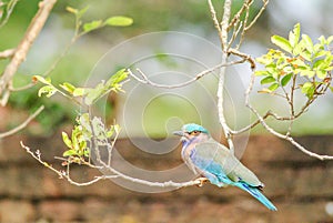 Indian Roller Coracias benghalensis on the branch.