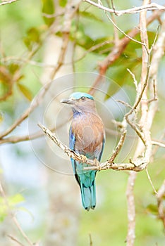 Indian Roller Coracias benghalensis on the branch.