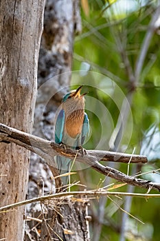 Indian roller, Coracias benghalensis, colorful bird