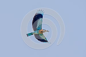 Indian roller Coracias benghalensis in flight on blue sky