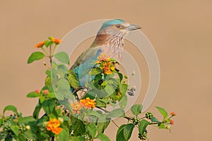 Indian roller Coracias benghalensis, a member of the roller family of birds in Jim Corbett National Park, India photo