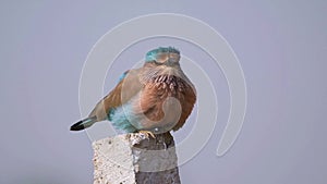 Indian roller Coracias benghalensis observed in Rajasthan