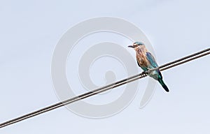 Indian roller (Coracias benghalensis) perched on a wire