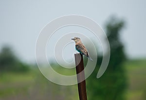 Indian Roller Coracias benghalensis perching on the Iron Post