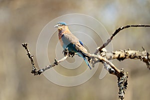 The Indian roller (Coracias benghalensis) sitting on a branch.