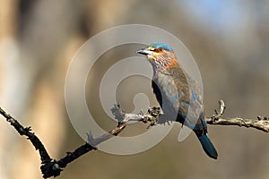 The Indian roller (Coracias benghalensis) sitting on a branch.