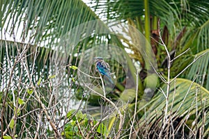 Indian Roller Coracias Benghalensis Sitting on Palm Tree Branch
