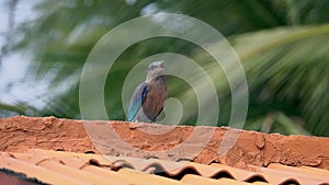Indian roller coracias benghalensis sitting on roof