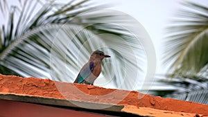 Indian Roller Coracias Benghalensis Sitting on Roof