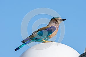 Indian roller (Coracias benghalensis) stands on on pole with bright blue sky in the Middle East