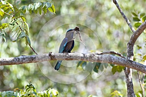 Indian Roller, Coracias benghalensis, Thailan