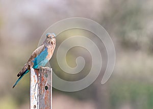 A Indian Roller Eye to Eye contact