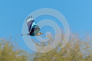 Indian Roller flying through the sky