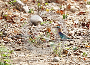 Indian roller in Jhirna forest