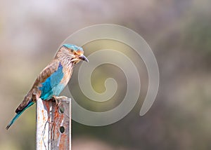 A Indian Roller looking down