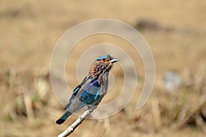 Indian Roller or Neelkanth bird