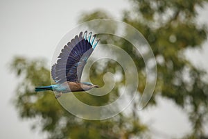 Indian roller with the nice soft background