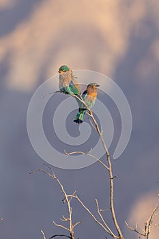 Indian roller pair (Coracias benghalensis) perched on purple sky background