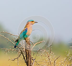 Indian Roller perched alert, surveying the suroundings.